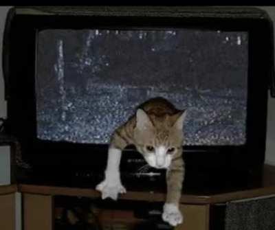 Cat side of the tv