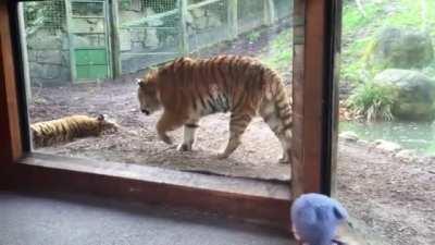 I Was Watching Tiger Videos And Found Some Gold