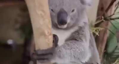 Koala playing with butterfly