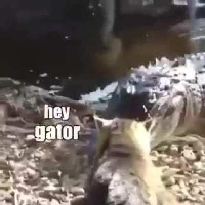 Don't mess with cats!