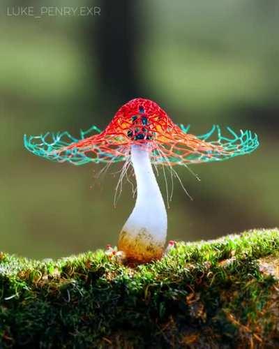 Mushroom of Paradise 2/3