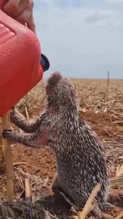 Guy gives water to a thirsty white tailed porcupine