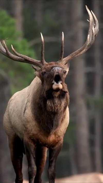 The bugling of an Elk