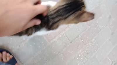 İstanbul, the capital of cats vol. 2 | A purr-yelling boi