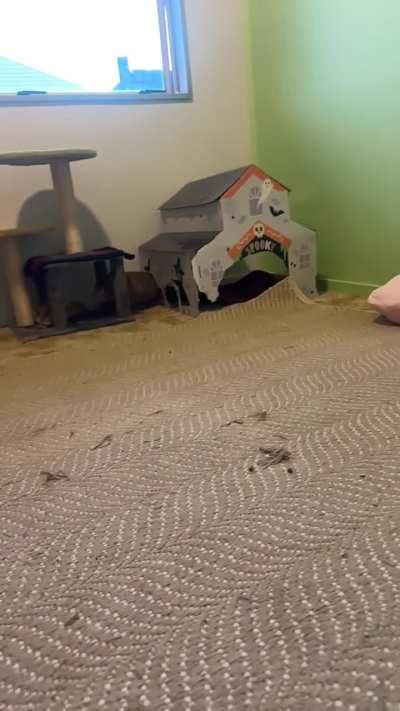 I totally forgot to post on Peris official gotcha day! But I’m here now 💖 one whole year blessed by this magical zoomie creature. Enjoy the slow mo binkies lol. Thank you all for loving and cherishing peri for this entire year I can’t thank you enough xx