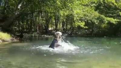 Kronos an Australian Cattle Dog loves to splash 💦😂
