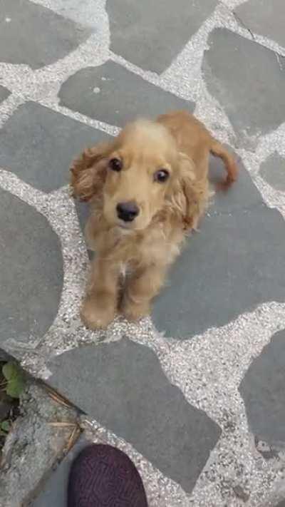 Zizou is a very demanding pup... Must pet