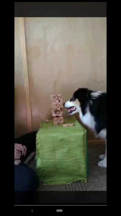 When the doggo plays better dominoes than you do