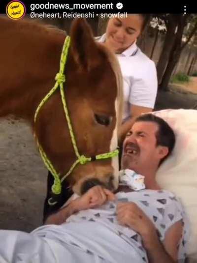 Therapy horse rests his head on patient, which they've never seen do before