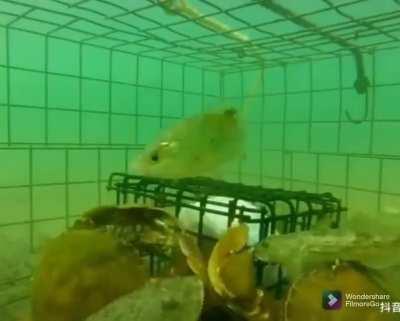 Братцы, тут халява!