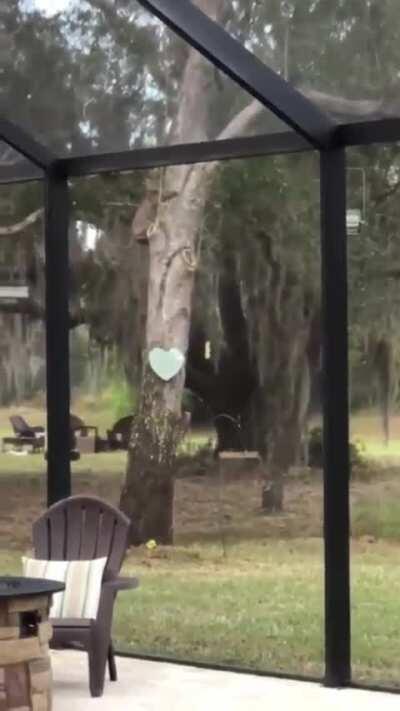 A squirrel narrowly avoiding a bobcat