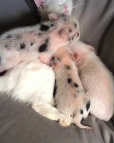 Overflow while loading .GIP files