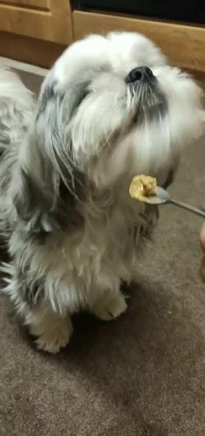 Here's a video of my doggo eating peanut butter