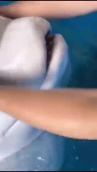 🔥 The Forehead Of A Beluga Whale Is Actually A Fat Cushion-melon.