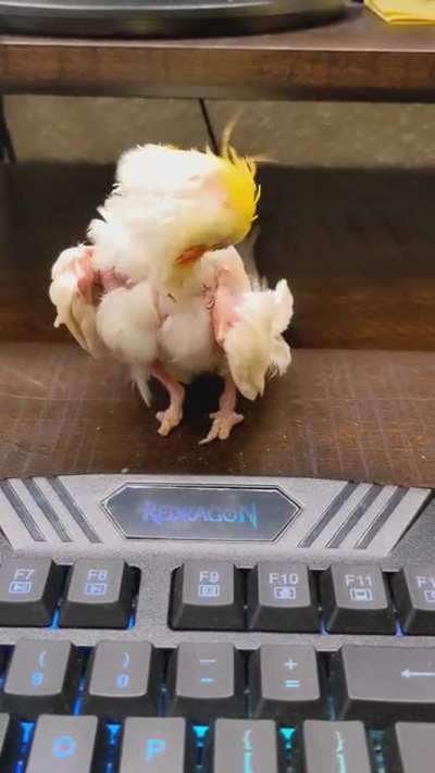 Recent rescue birdie preen.