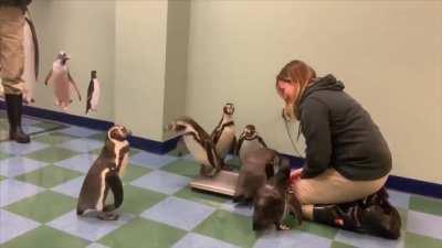 What a penguin weigh-in looks like
