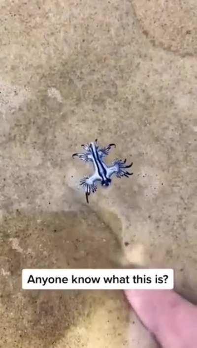 This beautiful tiny sea creature