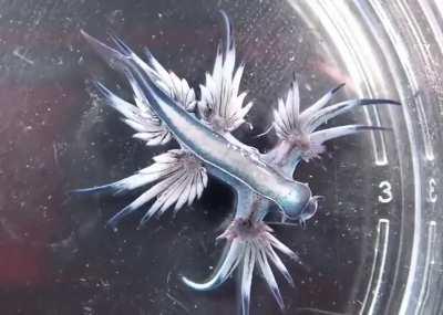 MORE REAL DRAGONS LET'S GOOOOO