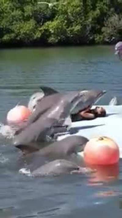 Дельфины знают как правильно подкатить к девушке