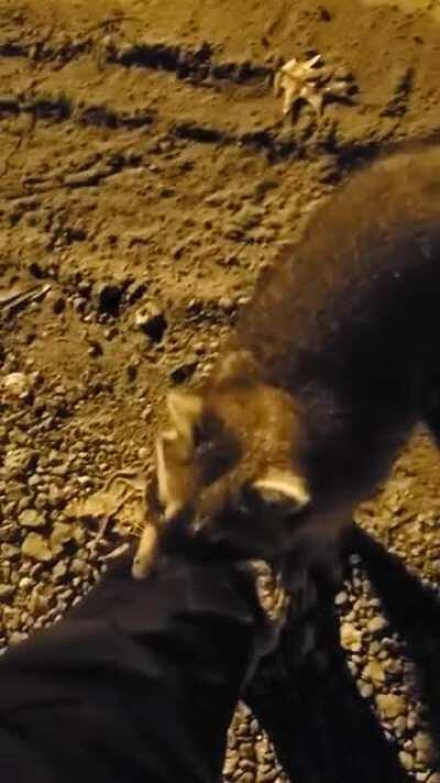 I named him Steve. Steve was a bro.