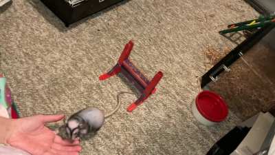 My talented pet rat Chickpea is learning to combine fetch with jumping a hurdle!