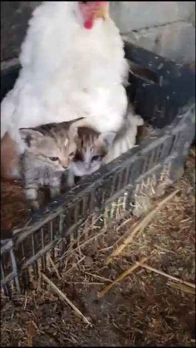 Eu adoro estes vídeos 😍