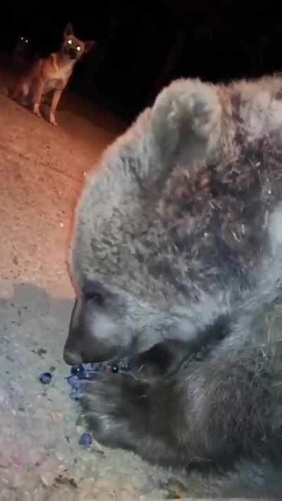 someone's fluffy friend in Racha