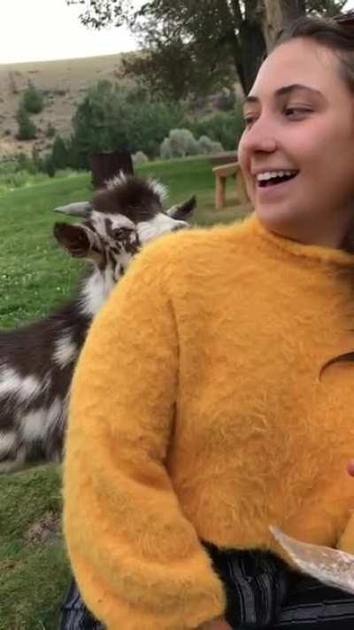 Goat has an existential crisis (sound on)