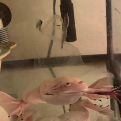 My African clawed frog, Boba, shedding.