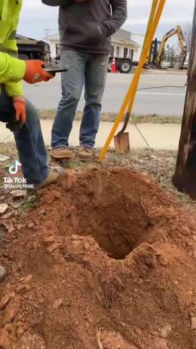The ole rainbow roots