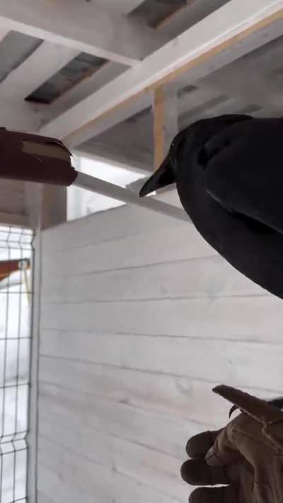 Crows Are Really Smart Credit: @gunsnrosesgirl3