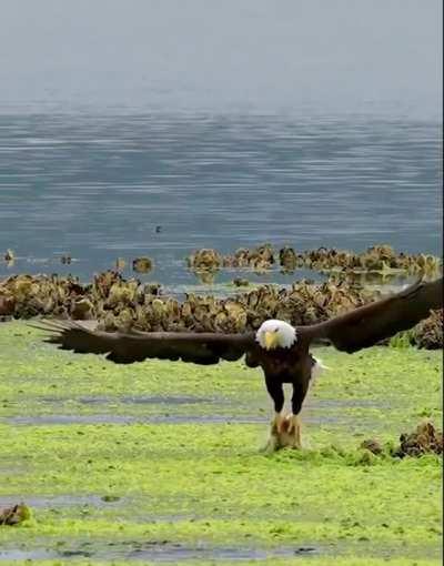 Eagle casually grabbing a bite to eat.