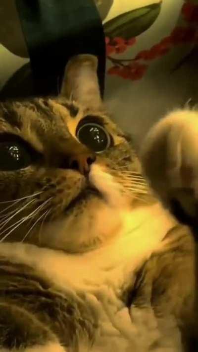 This is definitely the best time of the year for cats