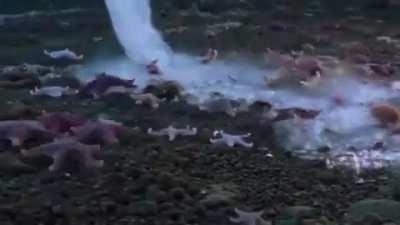 An underwater icicle that freezes and kills everything in its path.