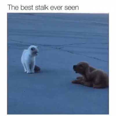 Not stalking you, just scratching my ear.