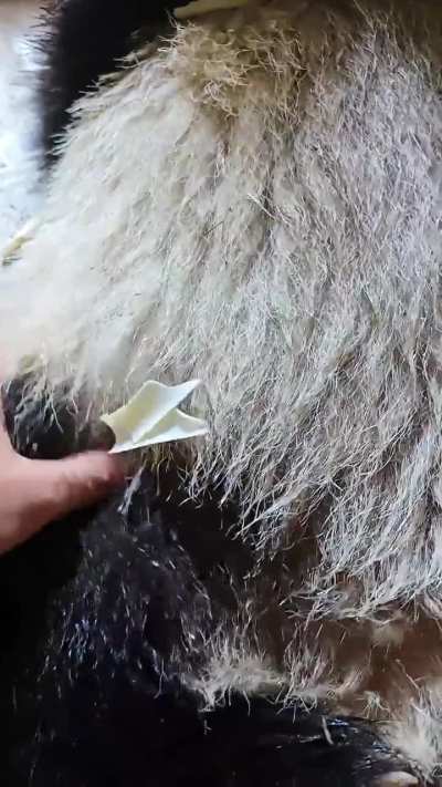 Qi Ying gets a mid-meal massage