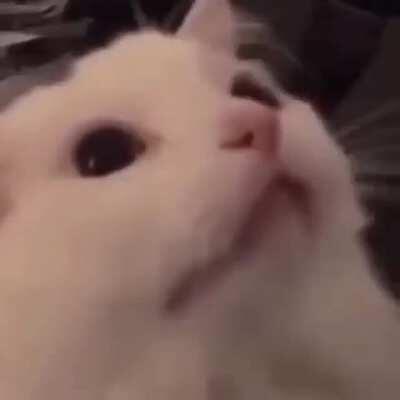 hehe funi cat goes nya