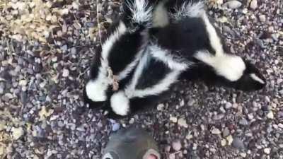 Baby striped skunks are generally weaned within 2 months after birth. During this period, their musk is still undeveloped, but if threatened, kits will instinctively assume a defensive posture. In this vid, two motorists notice 4 kits next to a road, and 