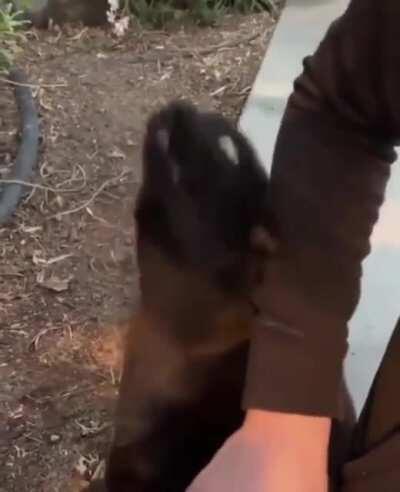 Eu acho que esse gato ta quebrado.