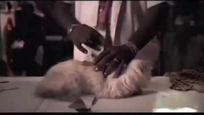 stop. with. the. memes. please.