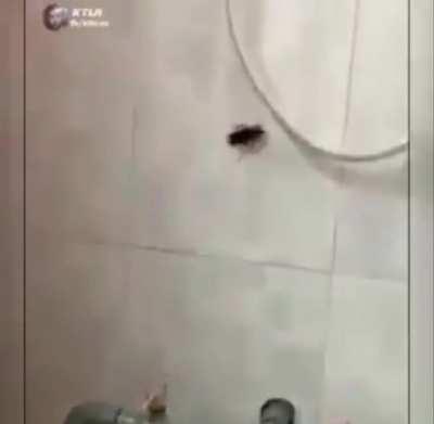 No hay manera heterosexual de reaccionar al vuelo de una cucaracha. 🪳🪳🪳