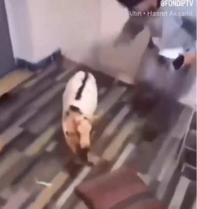 Son günlerde ki bıkkınlık.