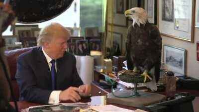 The Bald Eagle knew