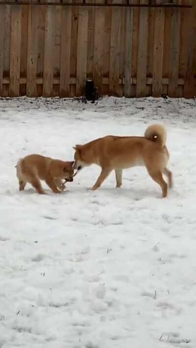 My 4 year old shiba playing with his new friend