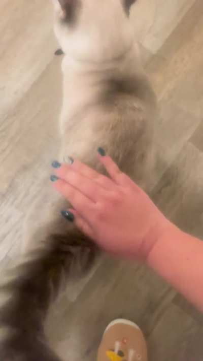 He demands the eternal bongos