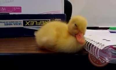 Domingo de perderse entre la memoria y el olvido