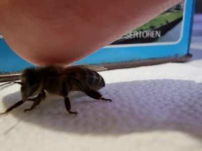 Macropetting a bee
