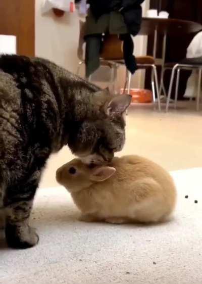 Cute Cat and Rabbits Love 