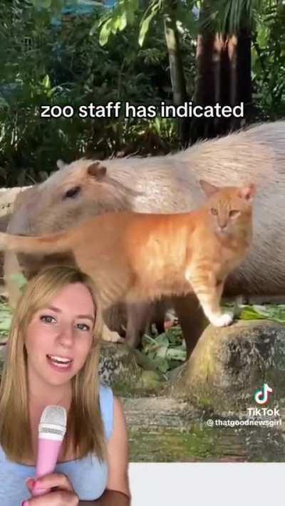 Orange uses one (1) (a singular) brain cell to make friends