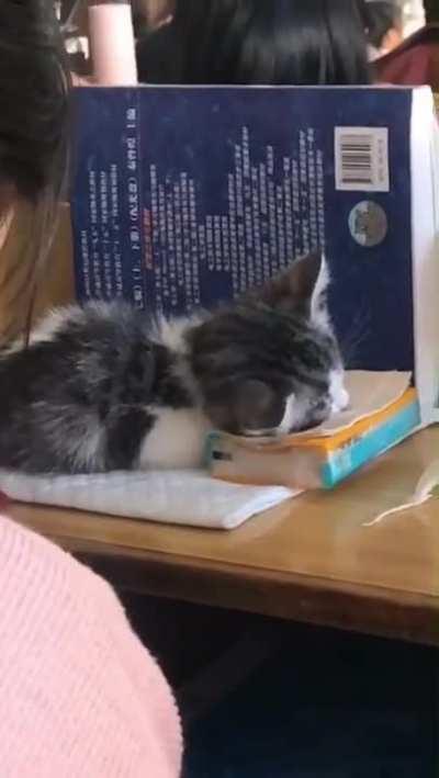 Physics class gets you the best naps